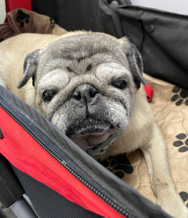 Małe Czuczu mops mopsik Zazie