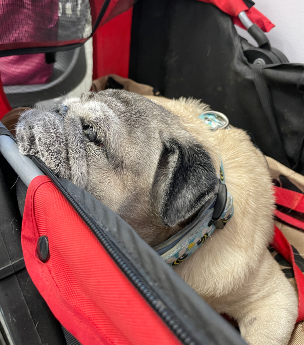 Małe Czuczu mops mopsik Zazie