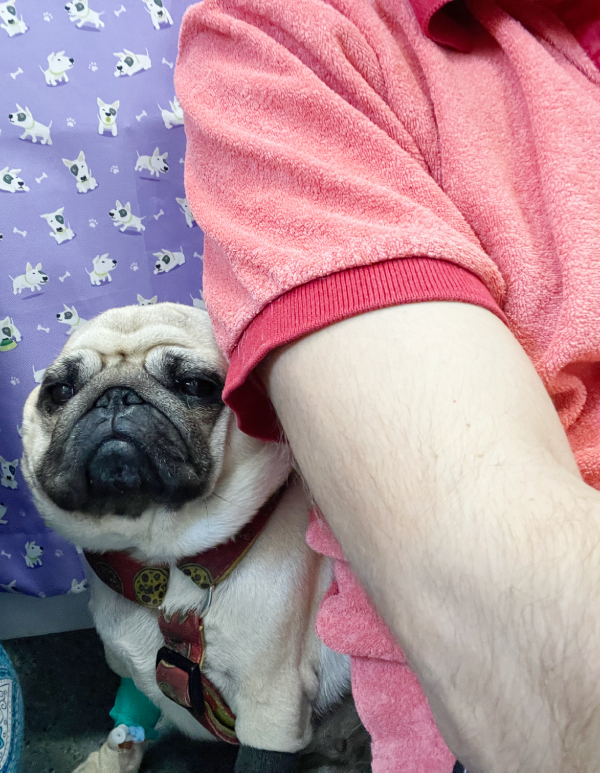 Małe Czuczu mops mopsik Zazie