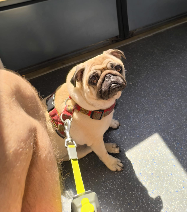 Małe Czuczu mops mopsik Zazie