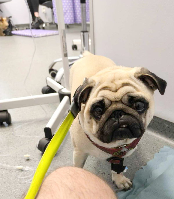 Małe Czuczu mops mopsik Zazie