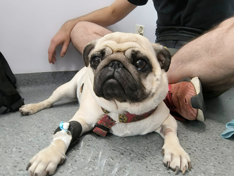 Małe Czuczu mops mopsik Zazie