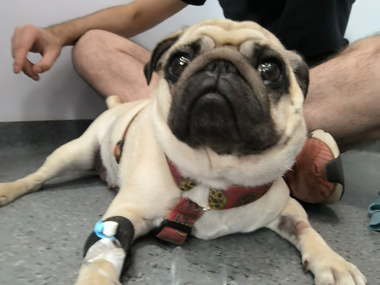 Małe Czuczu mops mopsik Zazie