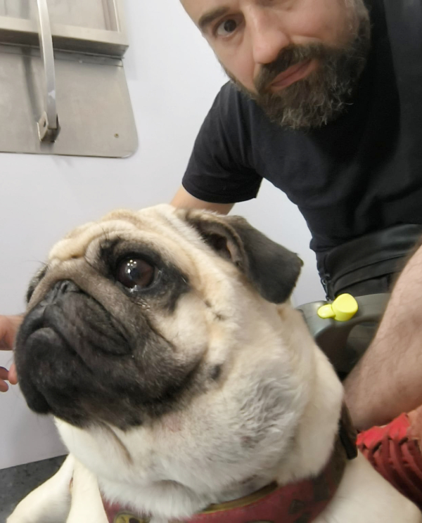 Małe Czuczu mops mopsik Zazie