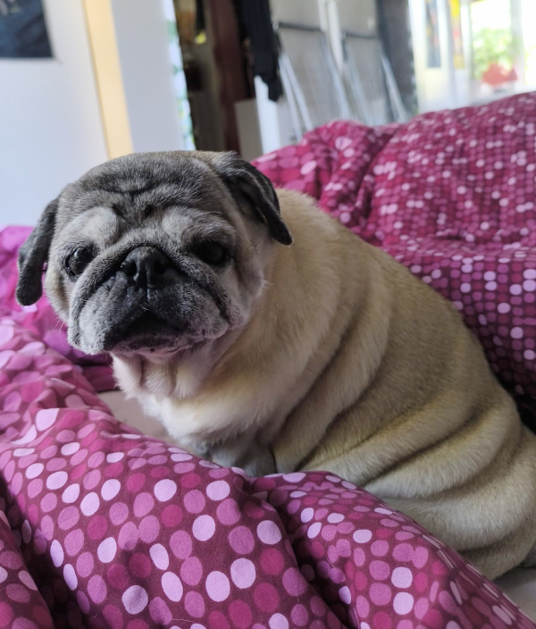 Małe Czuczu mops mopsik Zazie