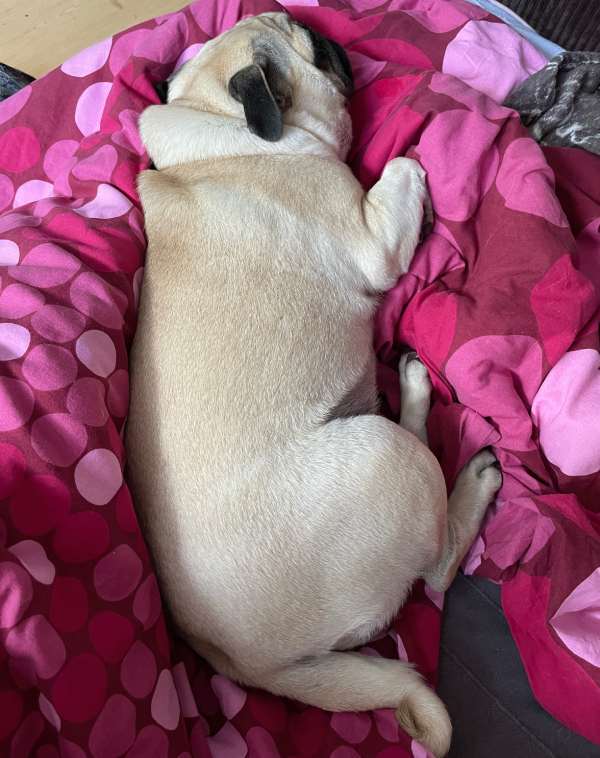 Małe Czuczu mops mopsik Zazie