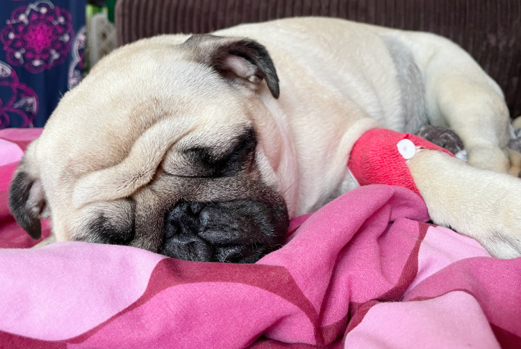 Małe Czuczu mops mopsik Zazie