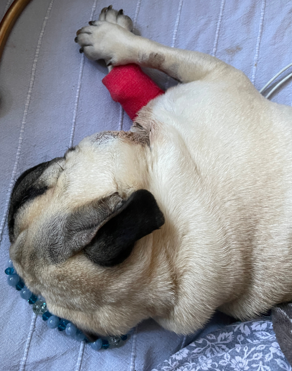 Małe Czuczu mops mopsik Zazie