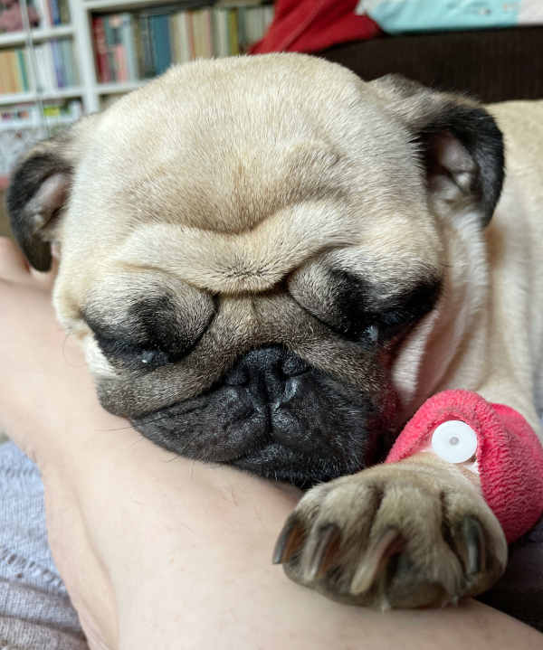 Małe Czuczu mops mopsik Zazie