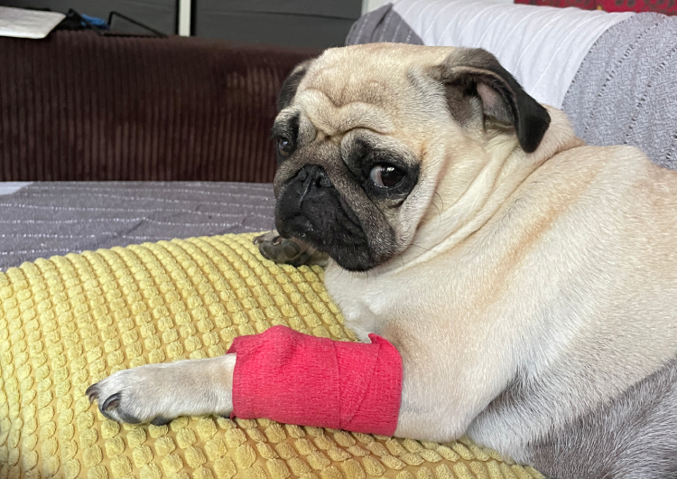 Małe Czuczu mops mopsik Zazie