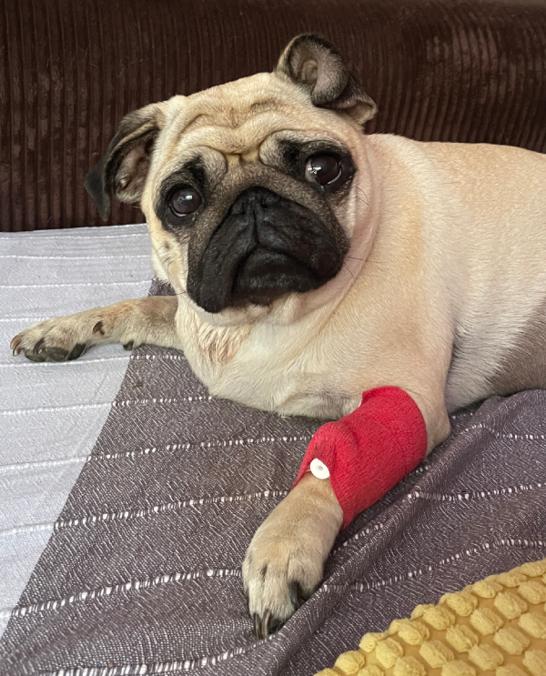 Małe Czuczu mops mopsik Zazie