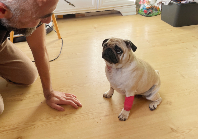 Małe Czuczu mops mopsik Zazie