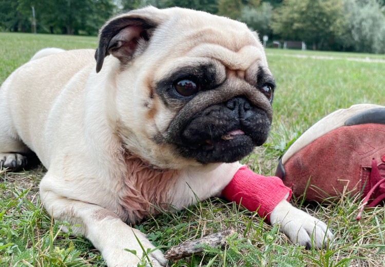 Małe Czuczu mops mopsik Zazie