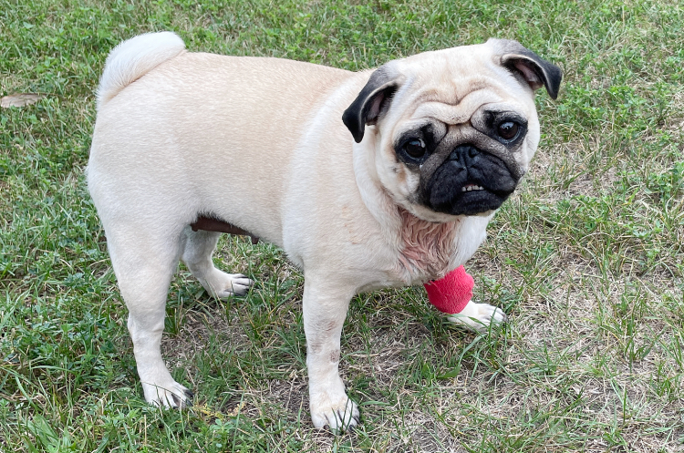 Małe Czuczu mops mopsik Zazie