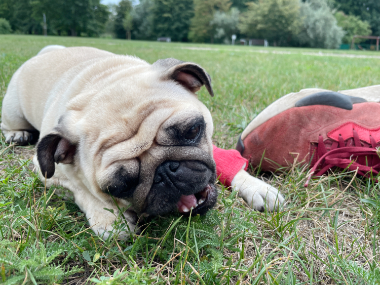 Małe Czuczu mops mopsik Zazie