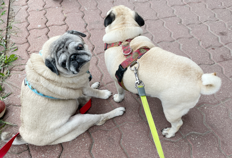 Małe Czuczu mops mopsik Zazie