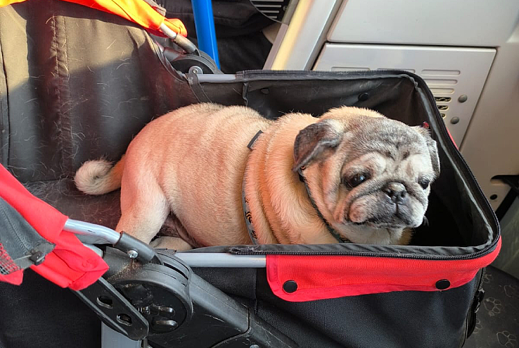 Małe Czuczu mops mopsik Zazie