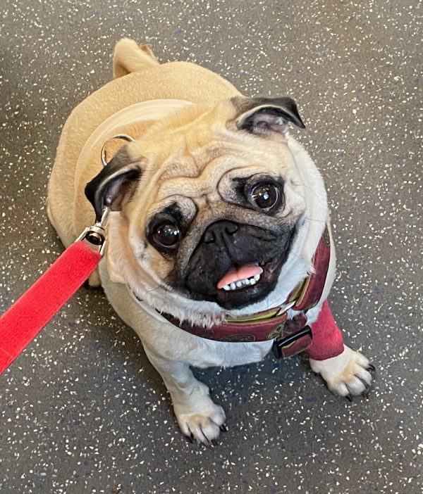 Małe Czuczu mops mopsik Zazie