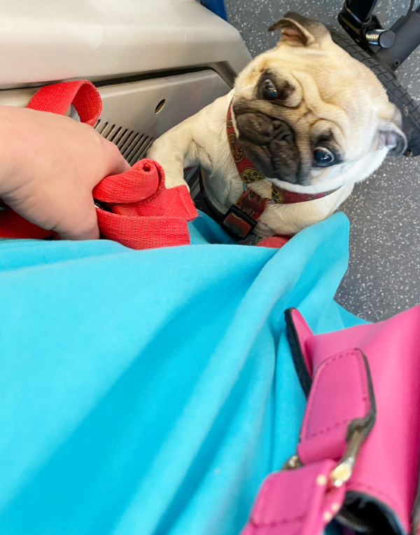 Małe Czuczu mops mopsik Zazie