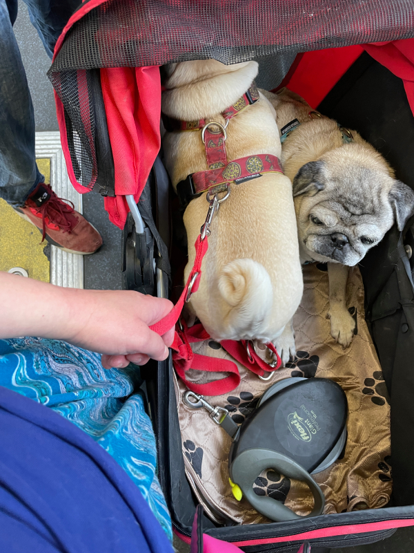 Małe Czuczu mops mopsik Zazie