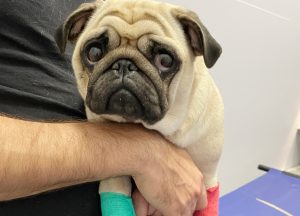 Małe Czuczu jest bardzo chore