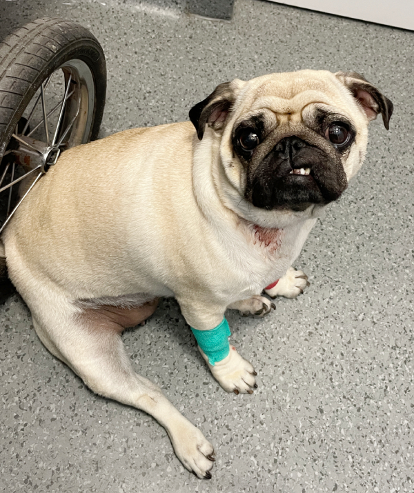 Małe Czuczu mops mopsik Zazie