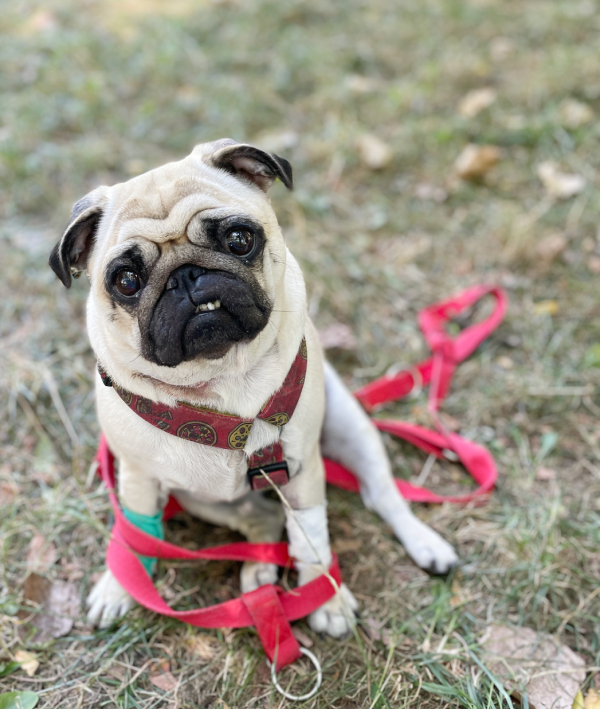 Małe Czuczu mops mopsik Zazie