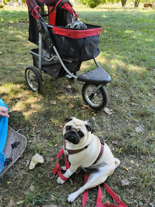 Małe Czuczu mops mopsik Zazie