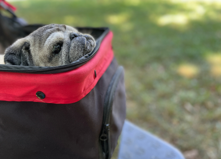 Małe Czuczu mops mopsik Zazie