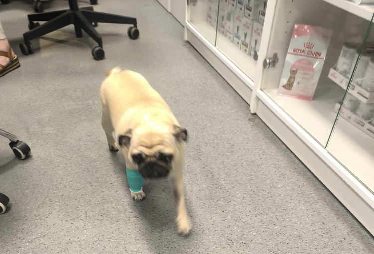 Małe Czuczu mops mopsik Zazie