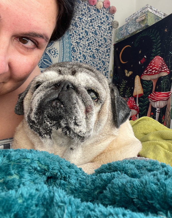 mopsy mopsiki Zazie Miszur Czuczu