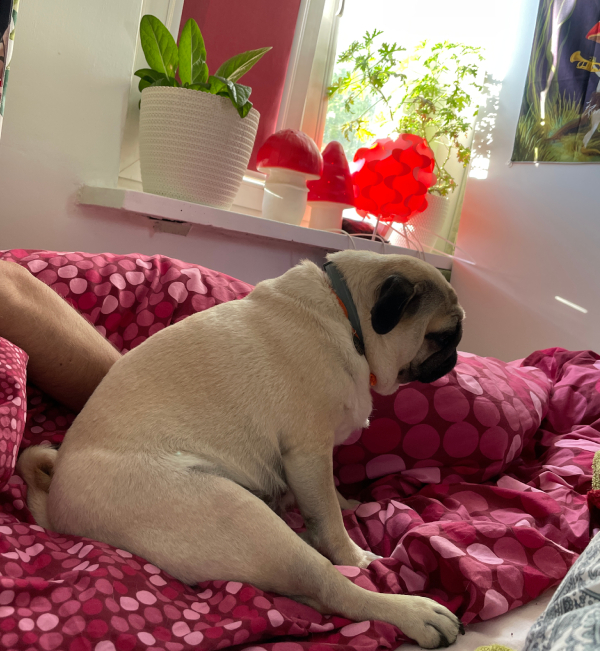 mopsy mopsiki Zazie Miszur Czuczu