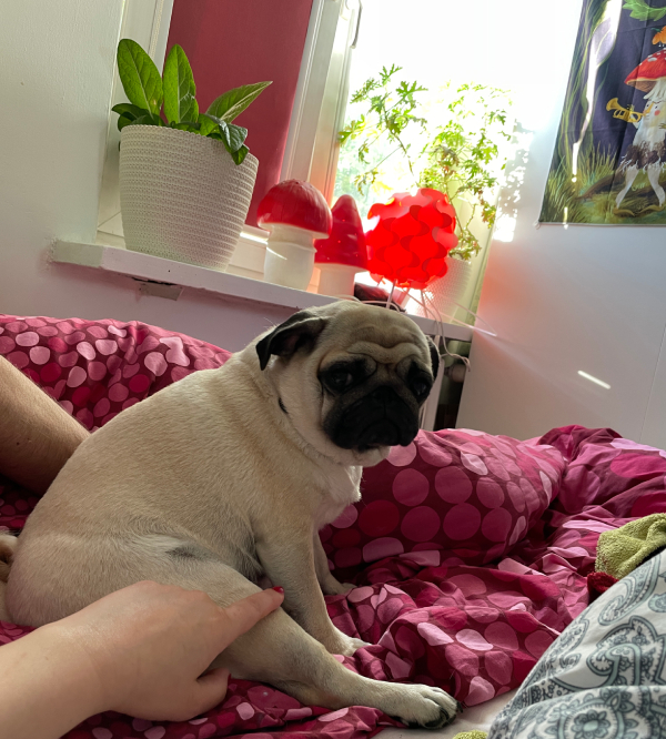 mopsy mopsiki Zazie Miszur Czuczu