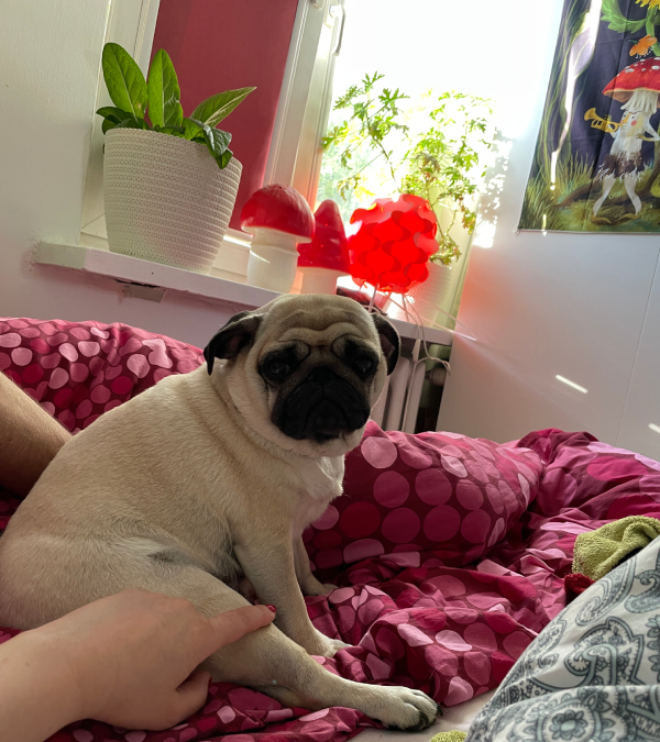 mopsy mopsiki Zazie Miszur Czuczu