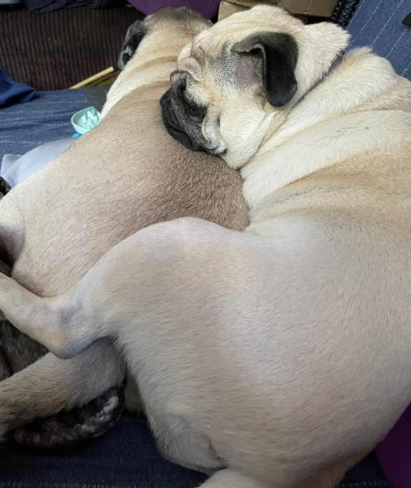 mopsy mopsiki Zazie Miszur Czuczu