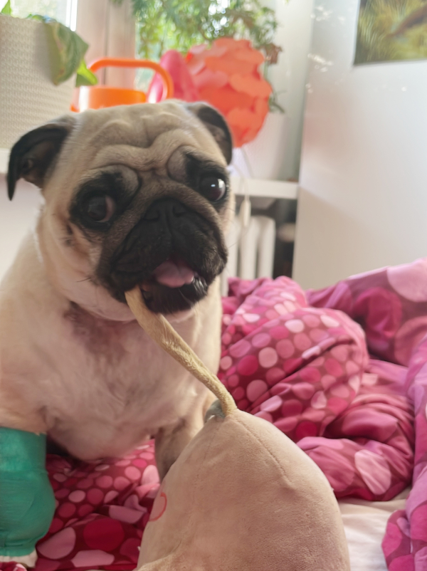 mops mopsik Czuczu Zazie