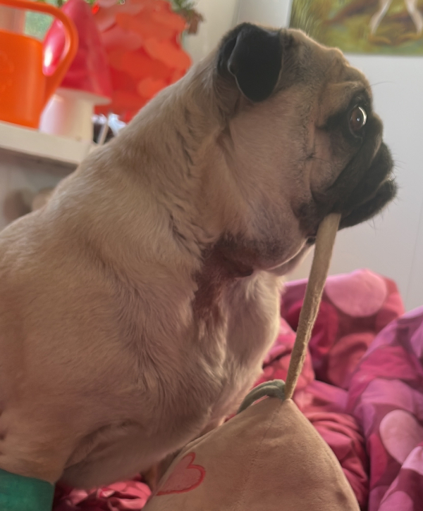 mops mopsik Czuczu Zazie