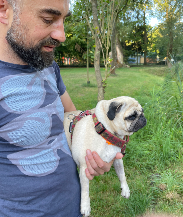 mops mopsik Czuczu Zazie