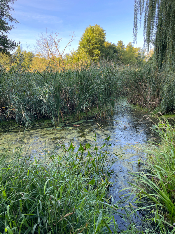 mops mopsik Czuczu Zazie