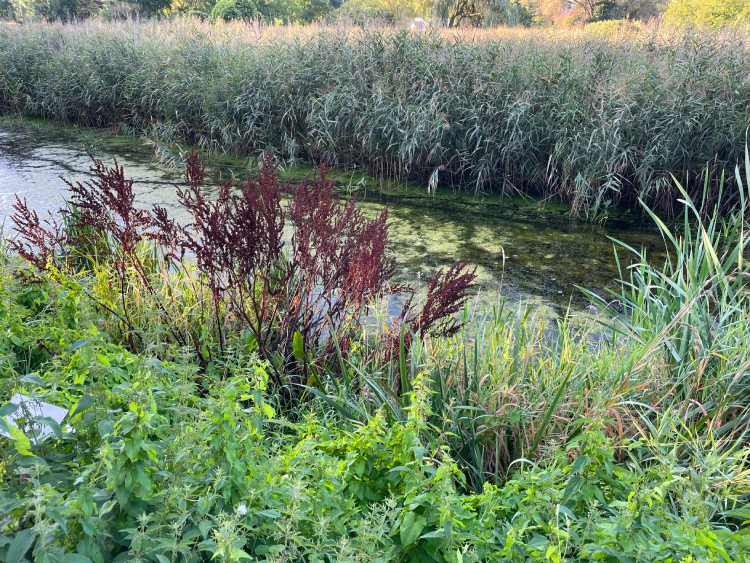 mops mopsik Czuczu Zazie