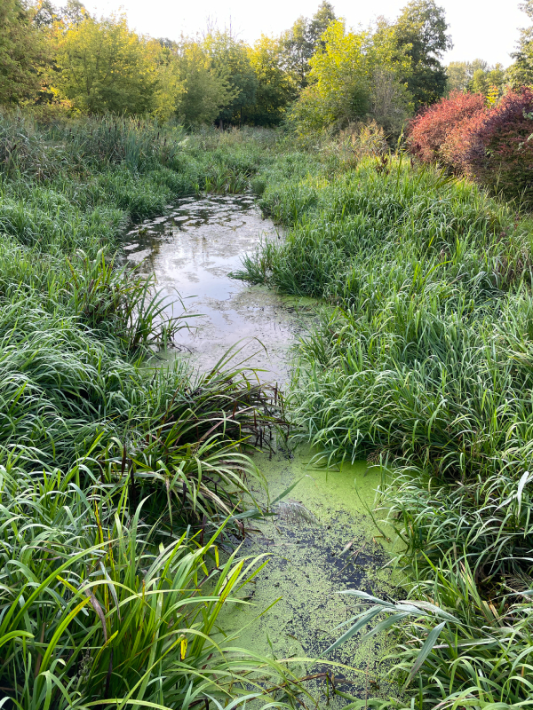 mops mopsik Czuczu Zazie