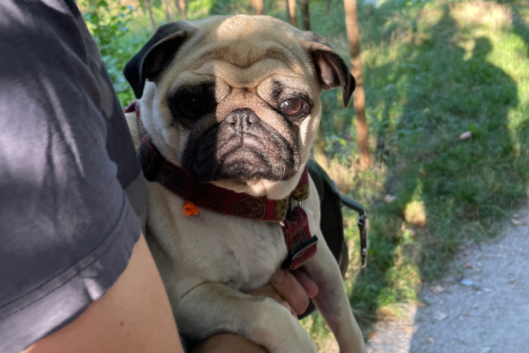 mops mopsik Czuczu Zazie