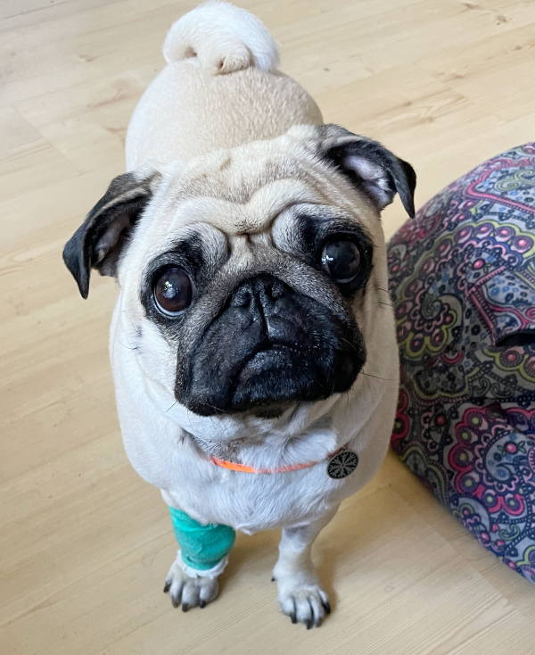 mops mopsik Czuczu Zazie