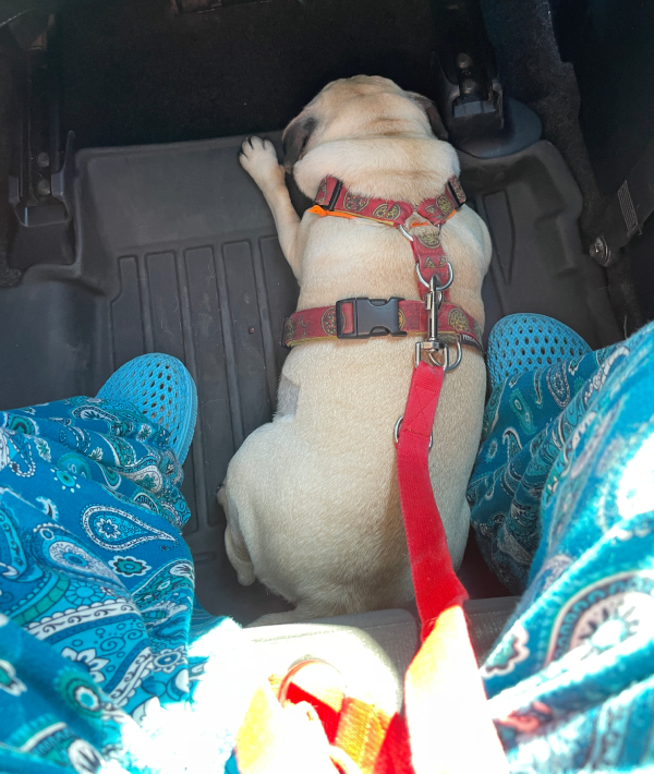 mops mopsik Czuczu Zazie