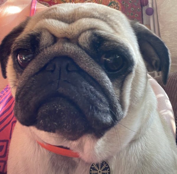 mops mopsik Czuczu Zazie