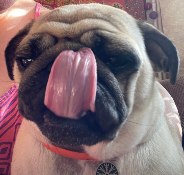 mops mopsik Czuczu Zazie