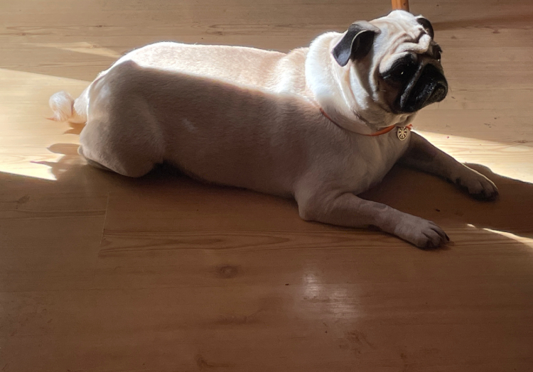 mops mopsik Czuczu Zazie