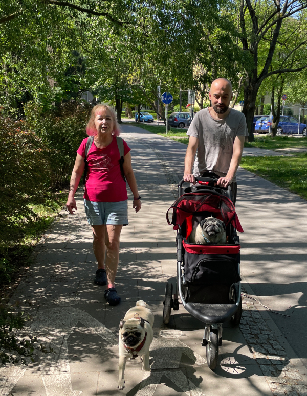 mopsy Miszur i Czuzu mopsiki Zazie