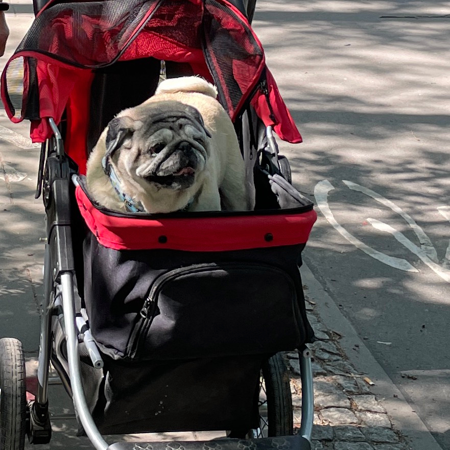 mopsy Miszur i Czuzu mopsiki Zazie