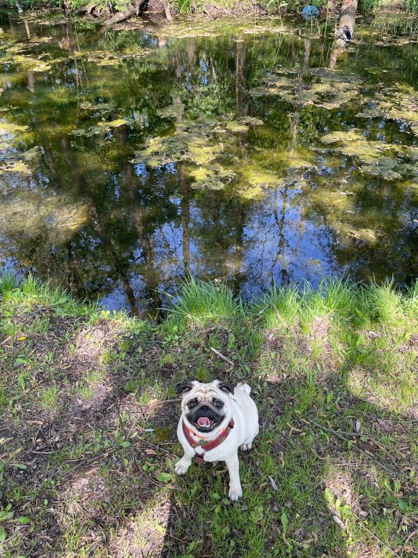 mopsy Miszur i Czuzu mopsiki Zazie